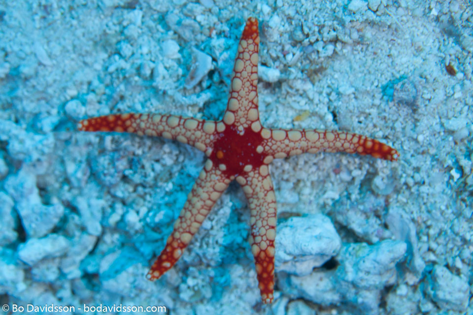 BD-150422-Maldives-7739-Fromia-monilis-(Perrier.-1869)-[Peppermint-sea-star].jpg